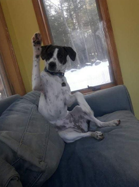 Tweets of Dogs tweet media