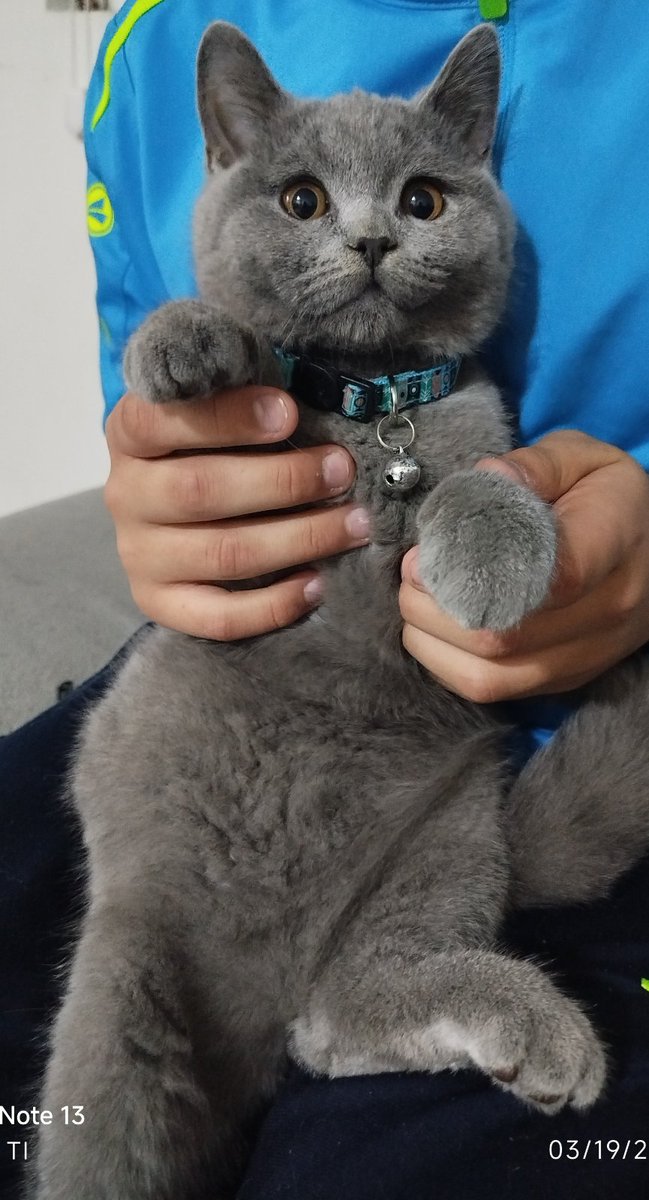 Близнак tweet media