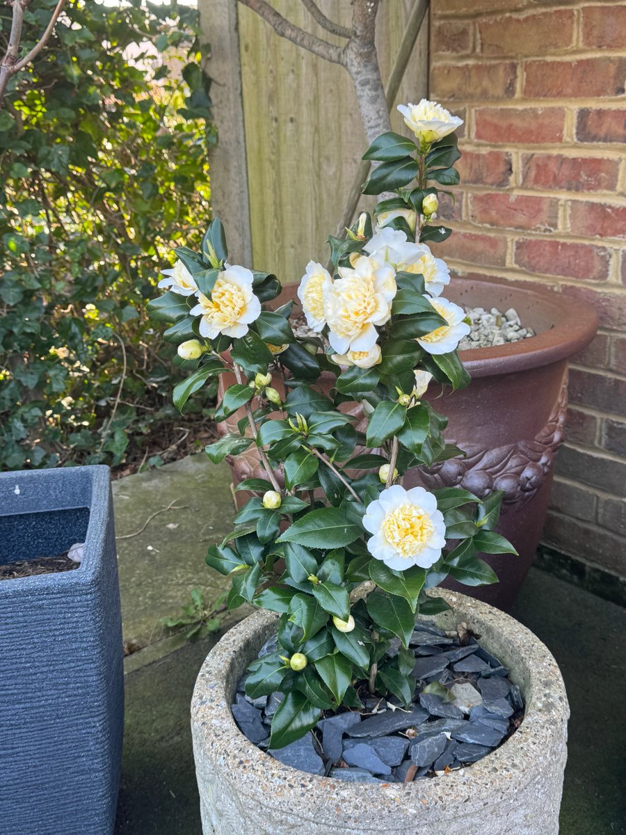 Jan Leeming tweet media