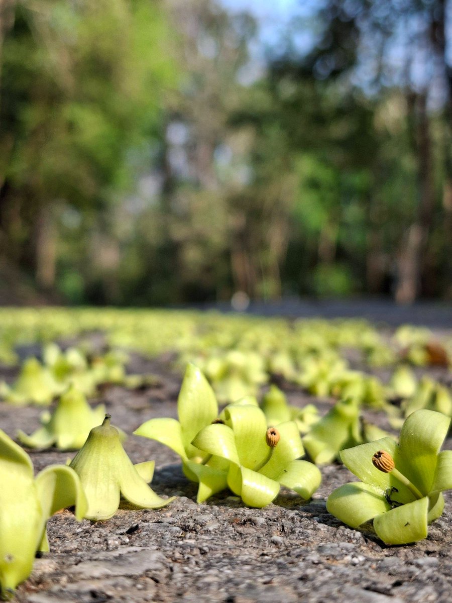 กรมอุทยานแห่งชาติ สัตว์ป่า และพันธุ์พืช tweet media