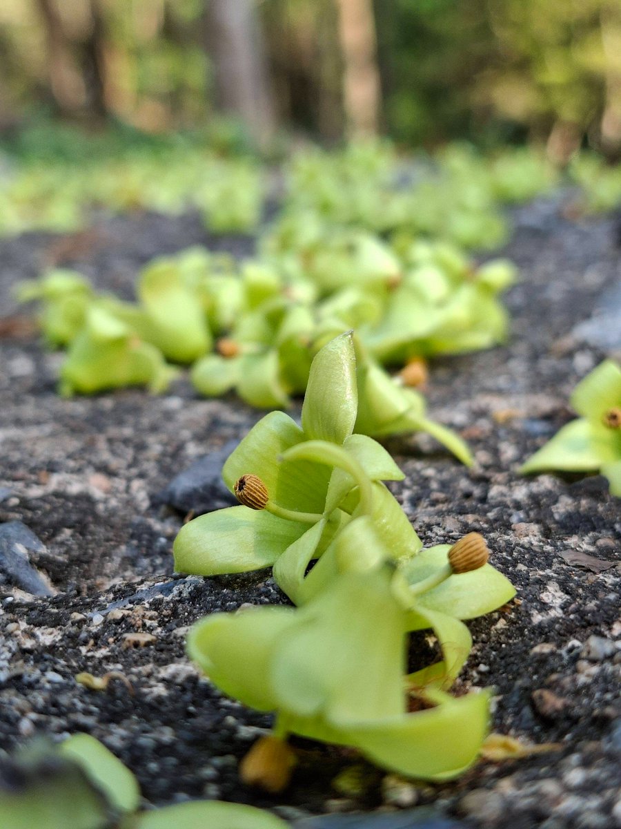 กรมอุทยานแห่งชาติ สัตว์ป่า และพันธุ์พืช tweet media