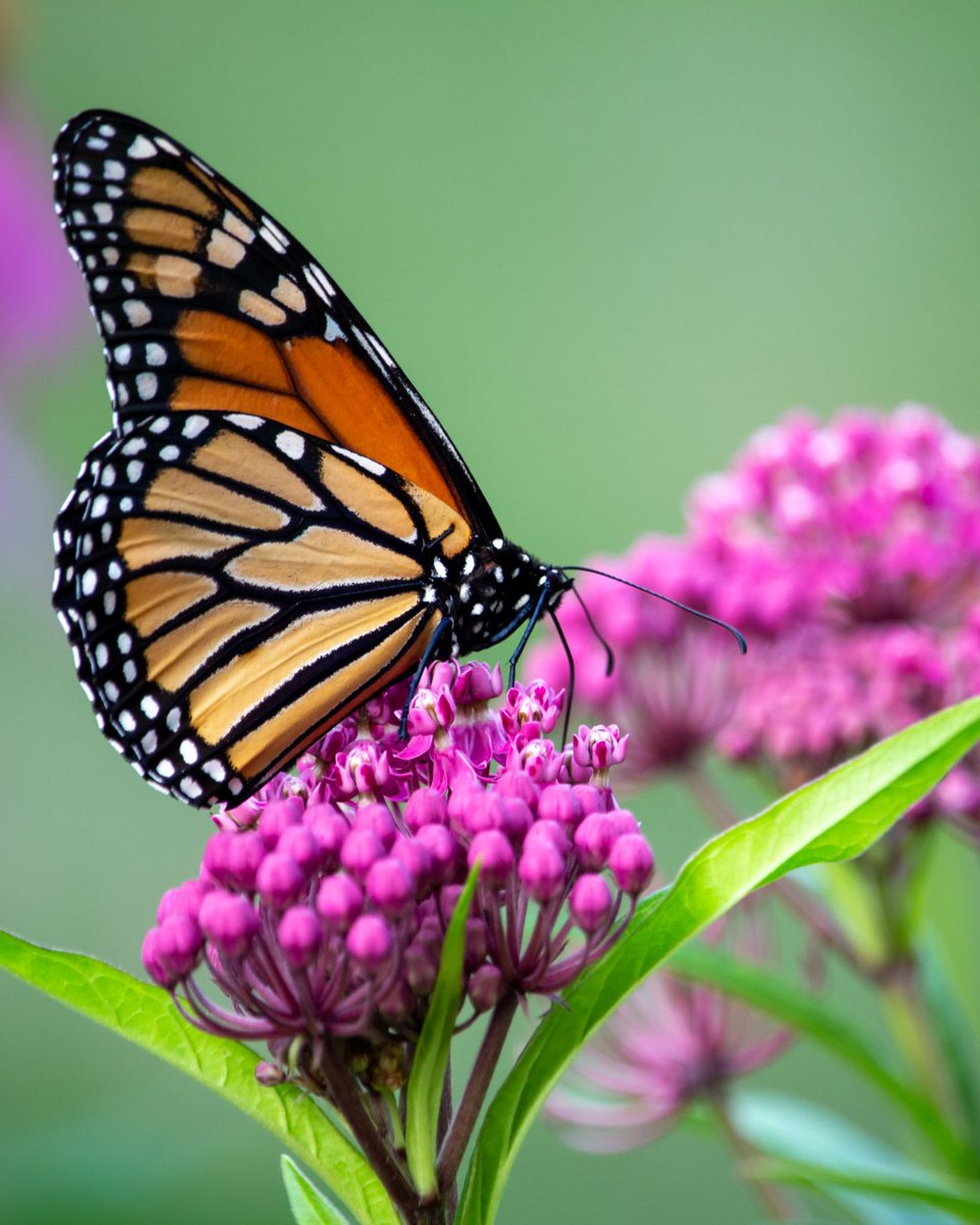 ShakerLakes tweet media