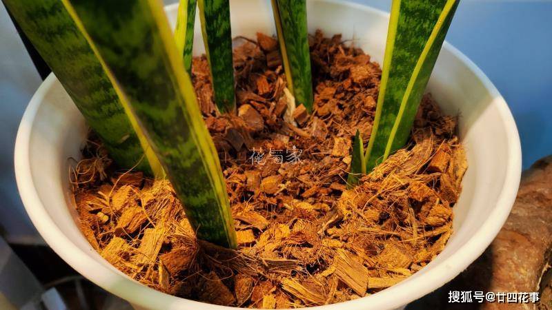 ron martinez tweet media