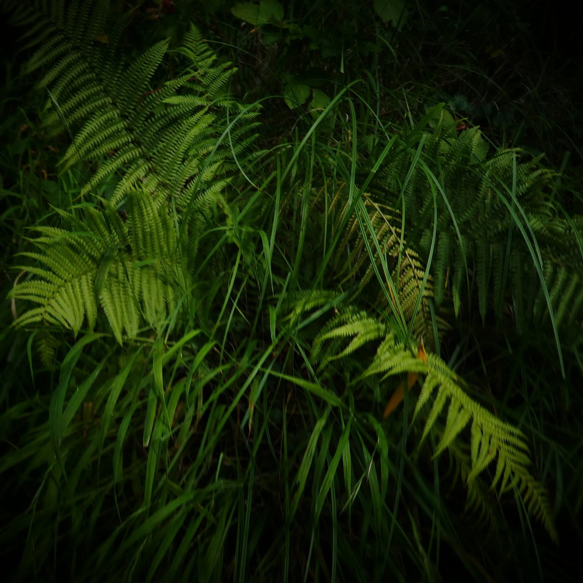 wongsusie tweet media