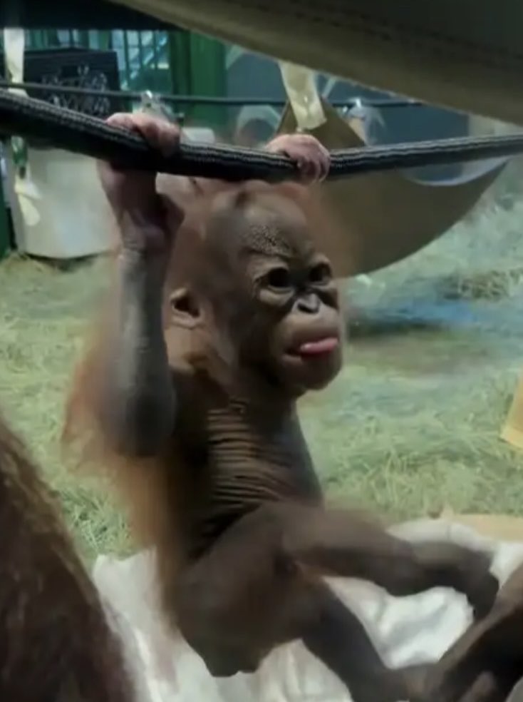 yomy orangutan 🦧 tweet media