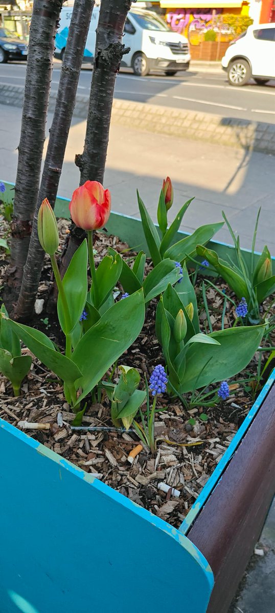 Robert Doyle tweet media