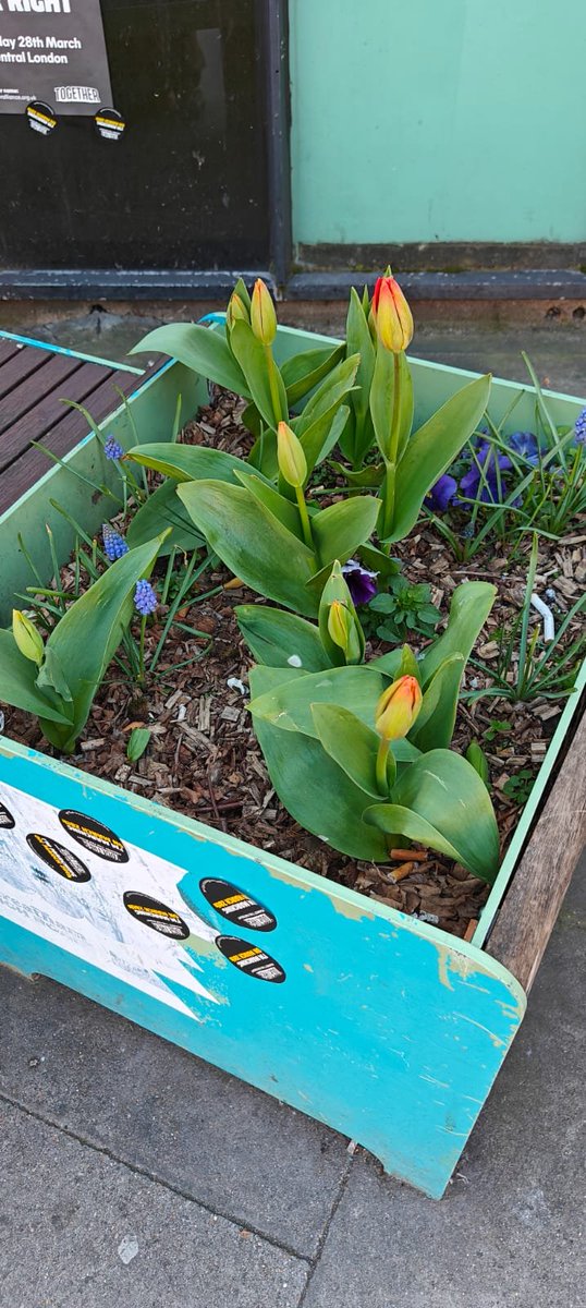 Robert Doyle tweet media