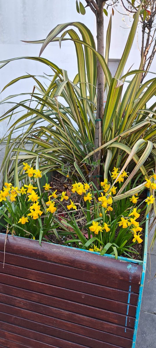 Robert Doyle tweet media