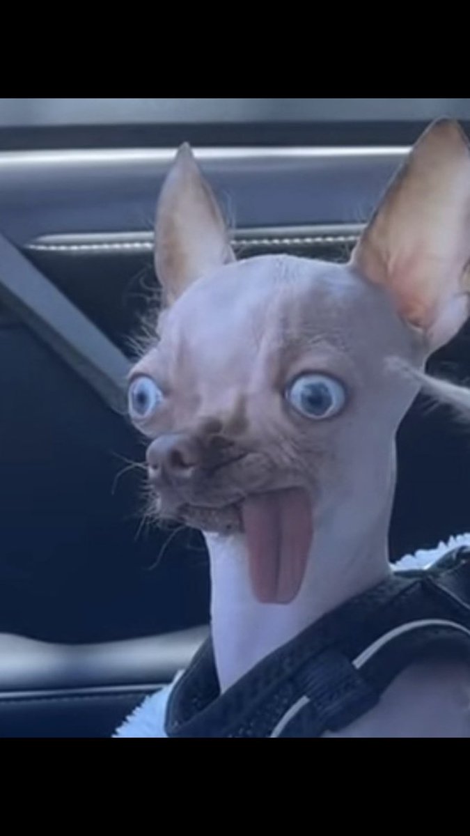 Dyed in the Wool 🇷🇺 tweet media