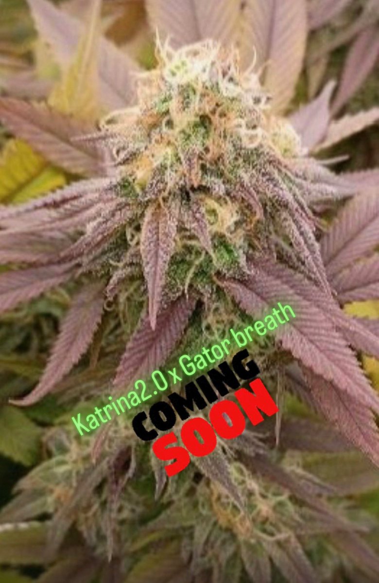 Cajun style Genetics 2.0 tweet media