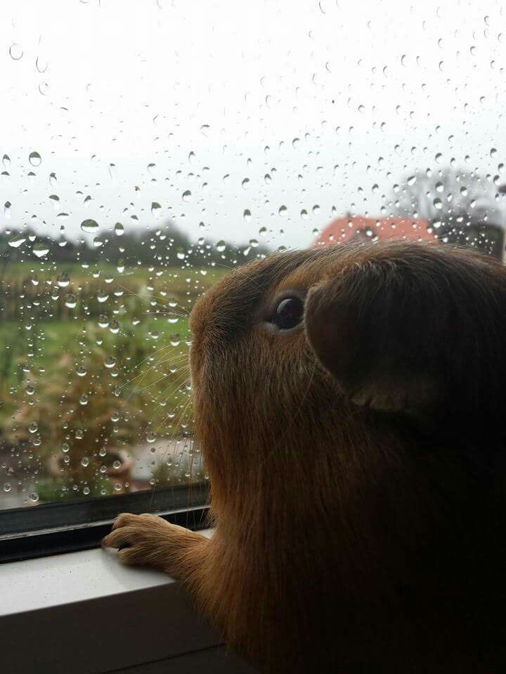 Guinea Pig tweet media