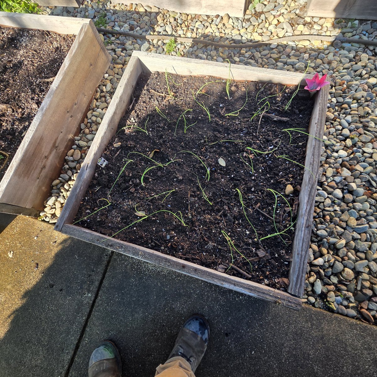Little salsa garden we got started today. Still need my jalapeños and cilantro..
No till Hügelkultur living soil..
