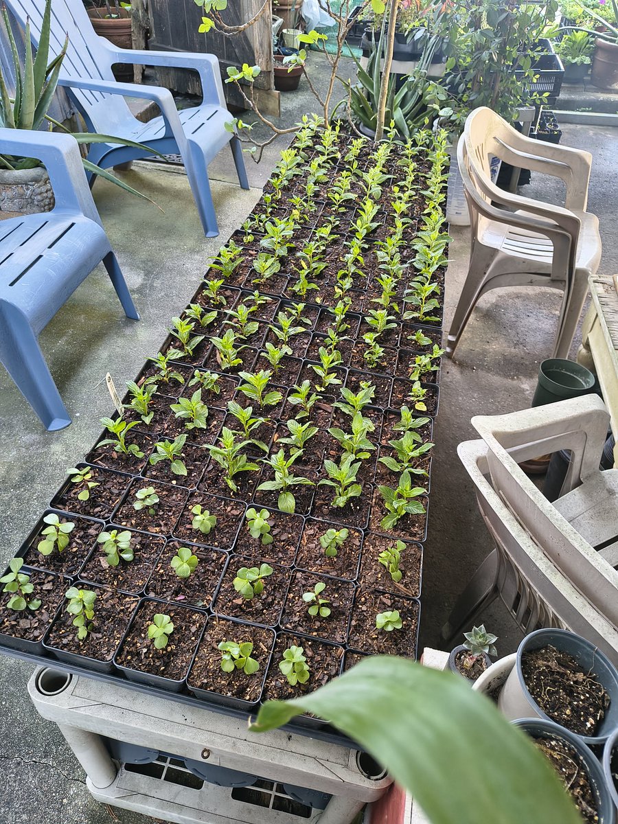 wyric64's tweet photo. Today was a busy day transplanting plugs. 10 different types of Mint Plant plugs and some succulents bumped up to 4 inch pots🌱😀. #Gardening #Thursday https://t.co/SJCXlIy8F5