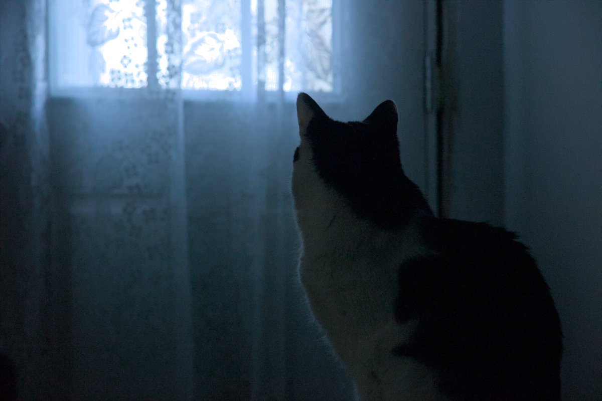 funtapaz tweet media