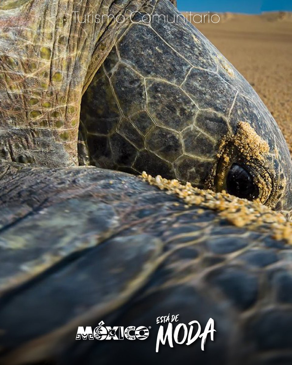 Visit México tweet media