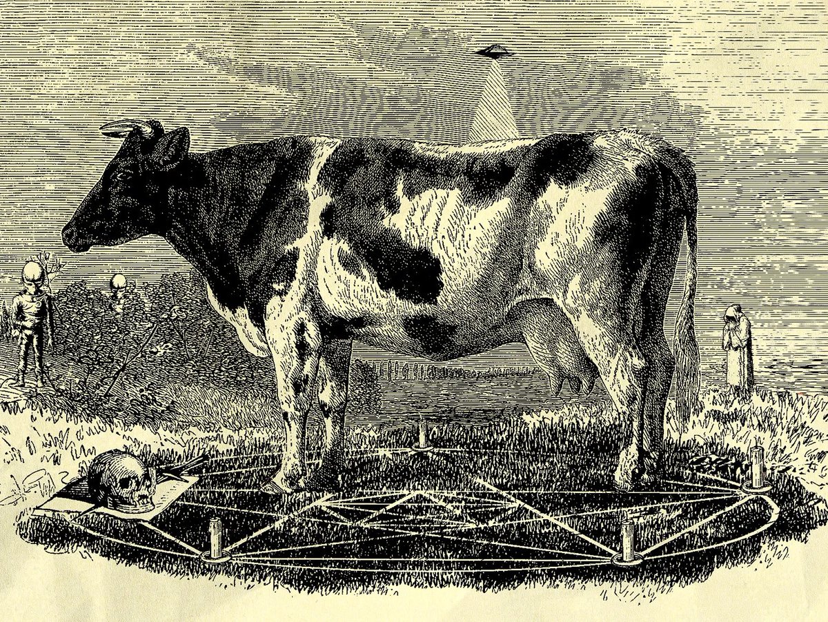 Para Nørmal tweet media