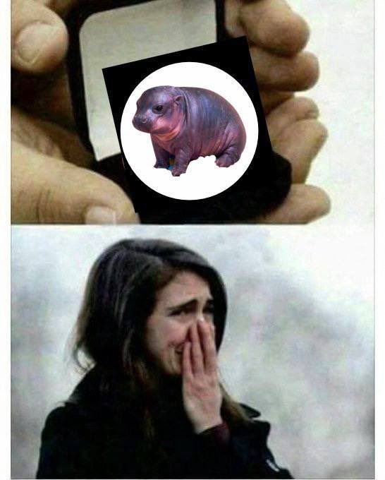 Jellybean tweet media