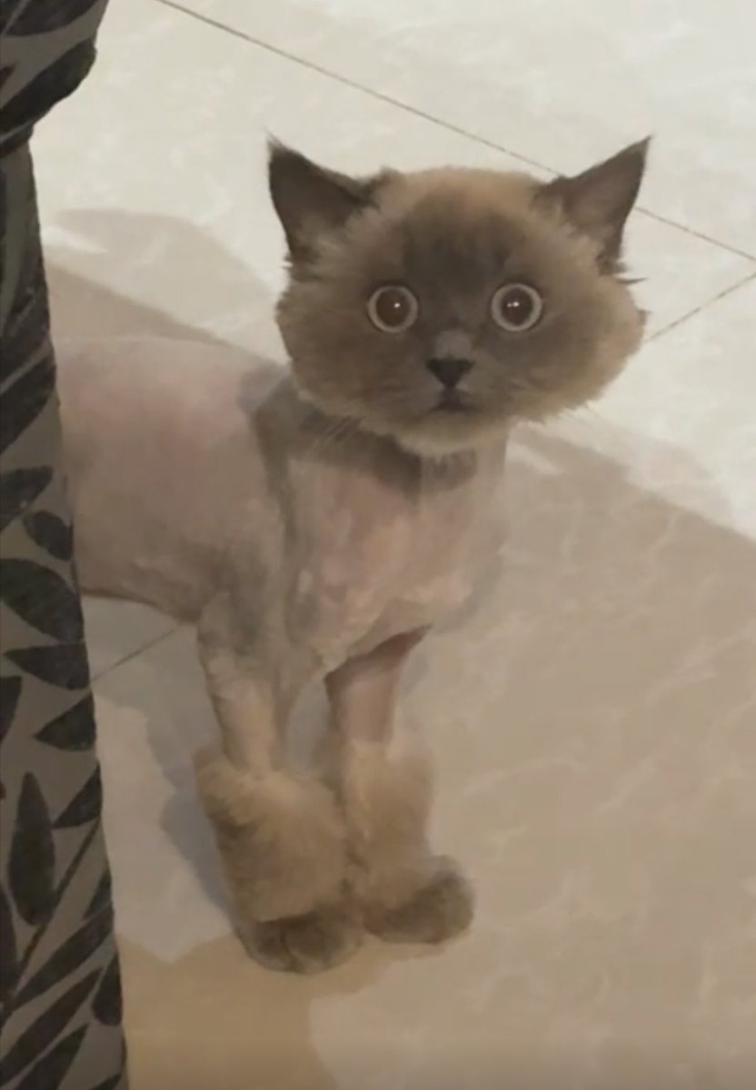 د. هيفاء حمد الراشد🇸🇦 tweet media