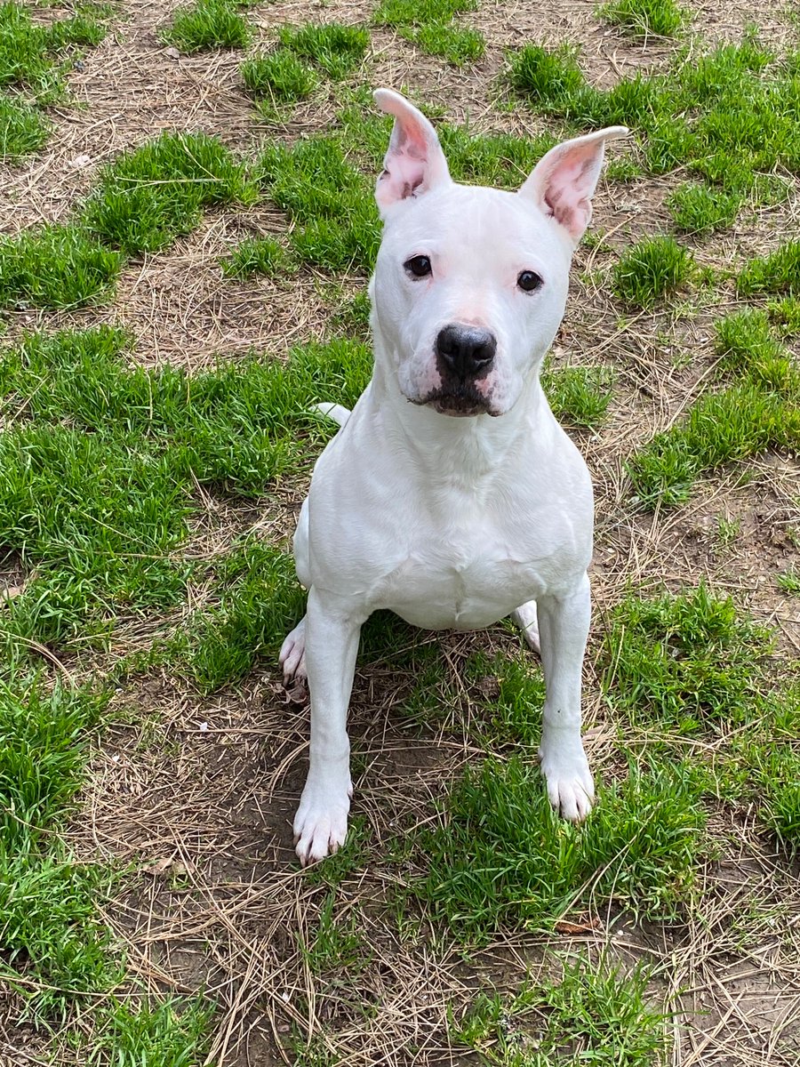 Witty Dog tweet media