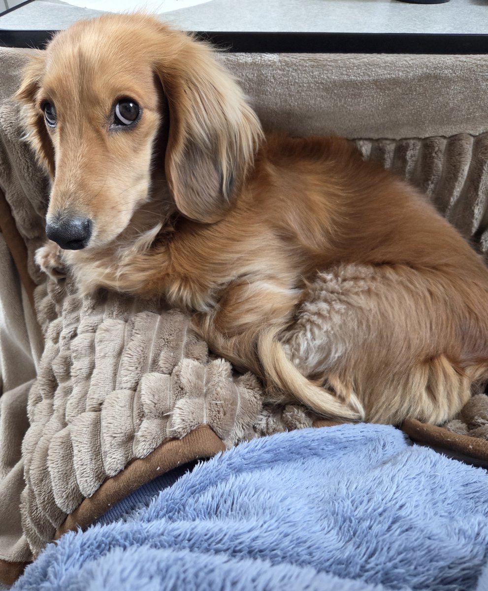 リ～くん歩くよ～…ﾄﾎﾞﾄﾎﾞ tweet media