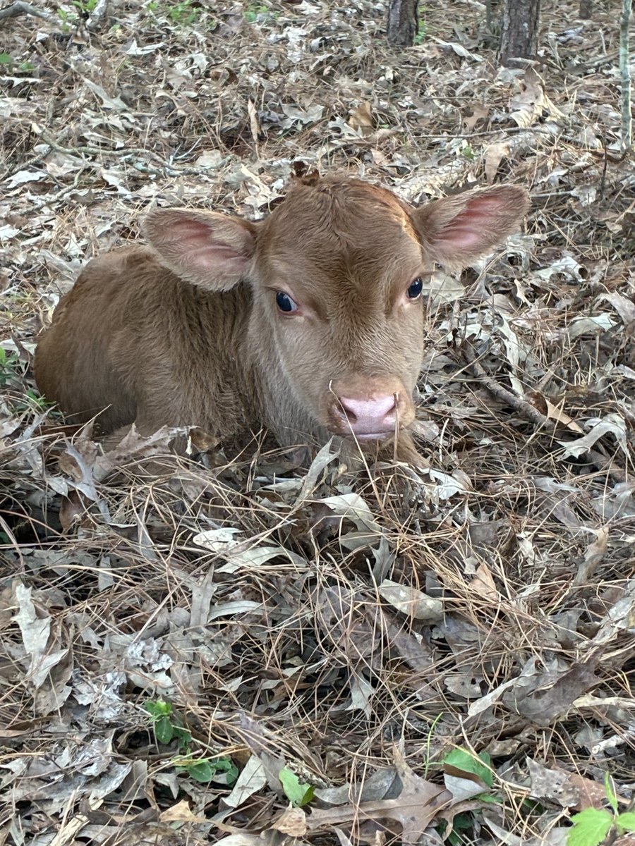 gingermaneditorial tweet media