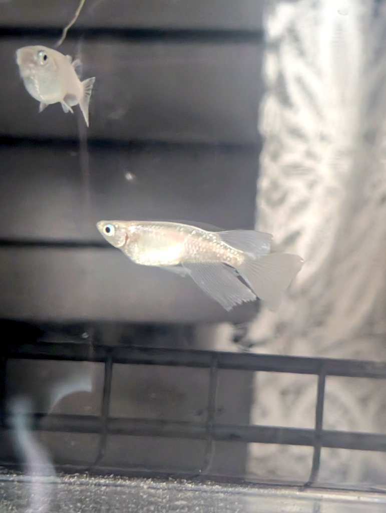 甲斐千鶴 tweet media