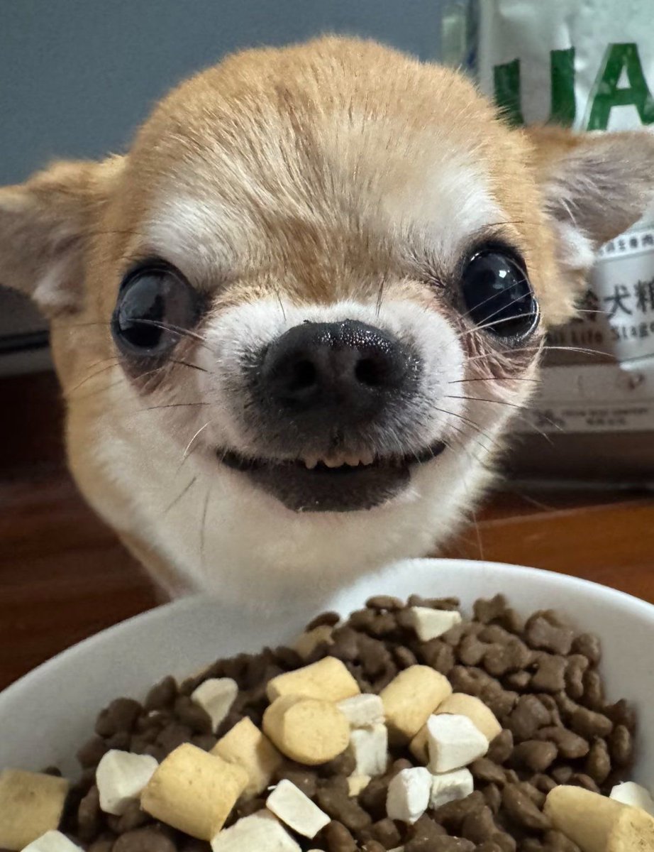 Perrito Modorrito tweet media