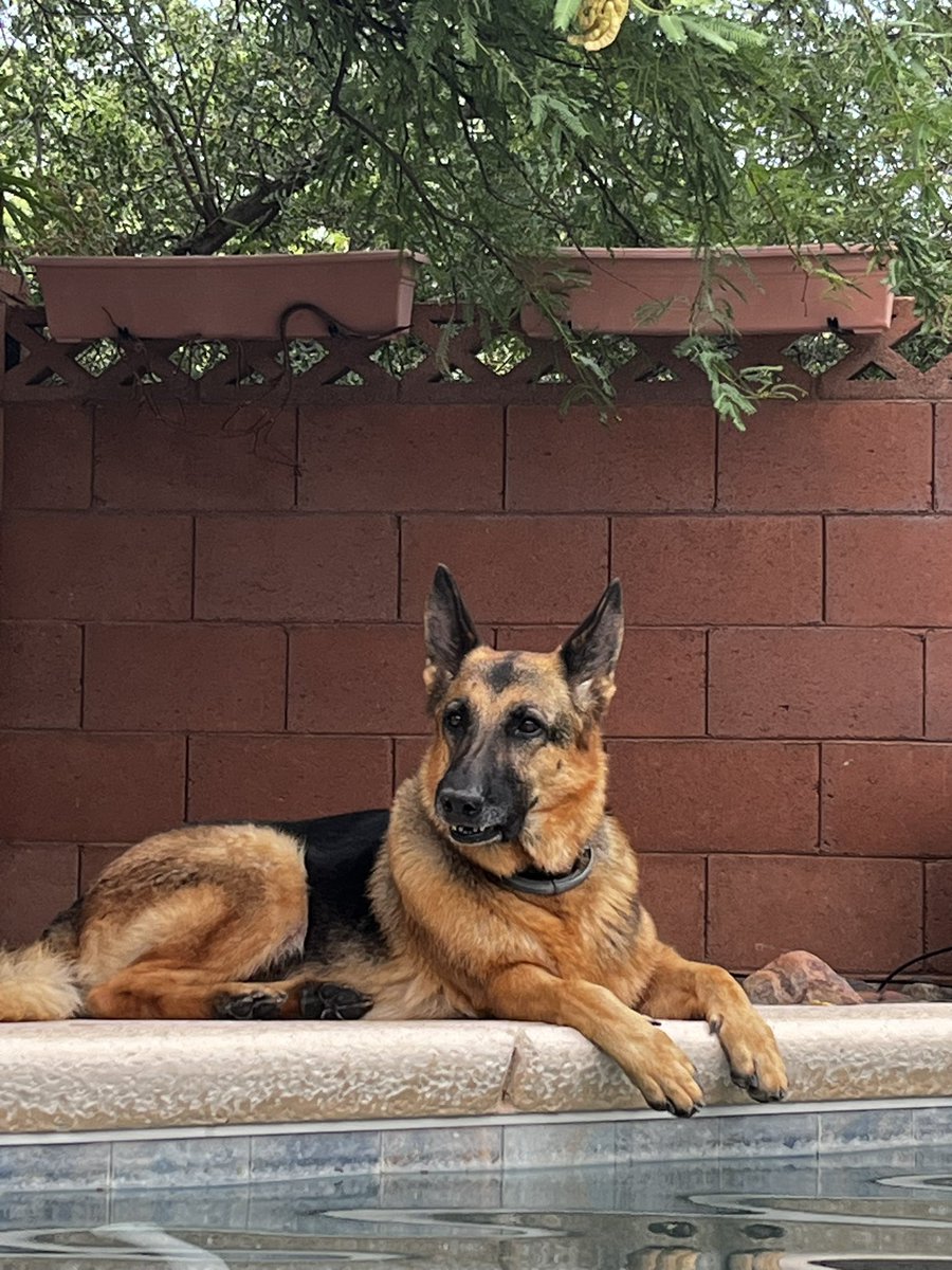 Karen 🐞 Ladybug 🖤☕️🖖🏻🍀 tweet media