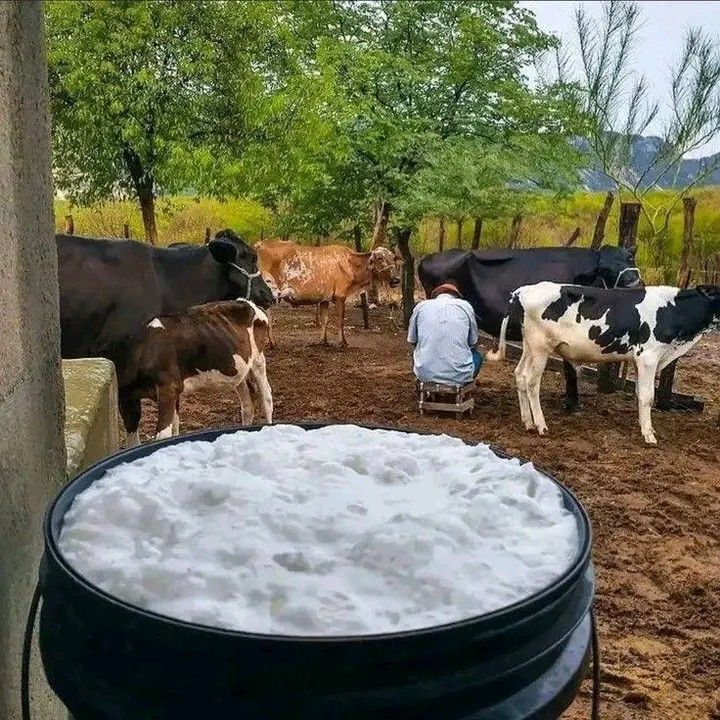 Sur de Bolivar Pasion Ganadera tweet media