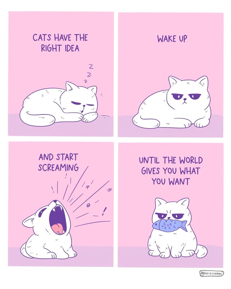 Posts Of Kittens🐾 tweet media