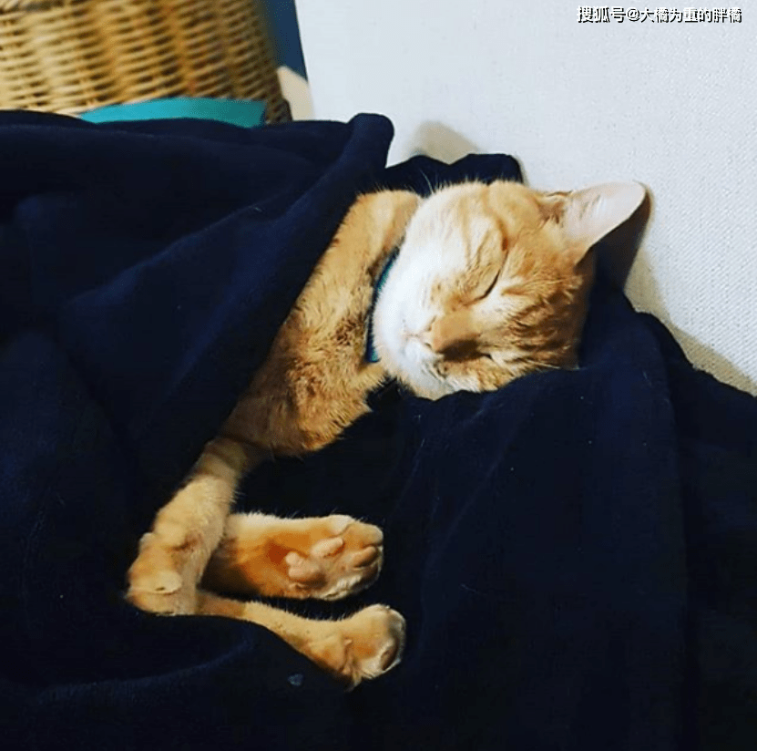 chris rich tweet media