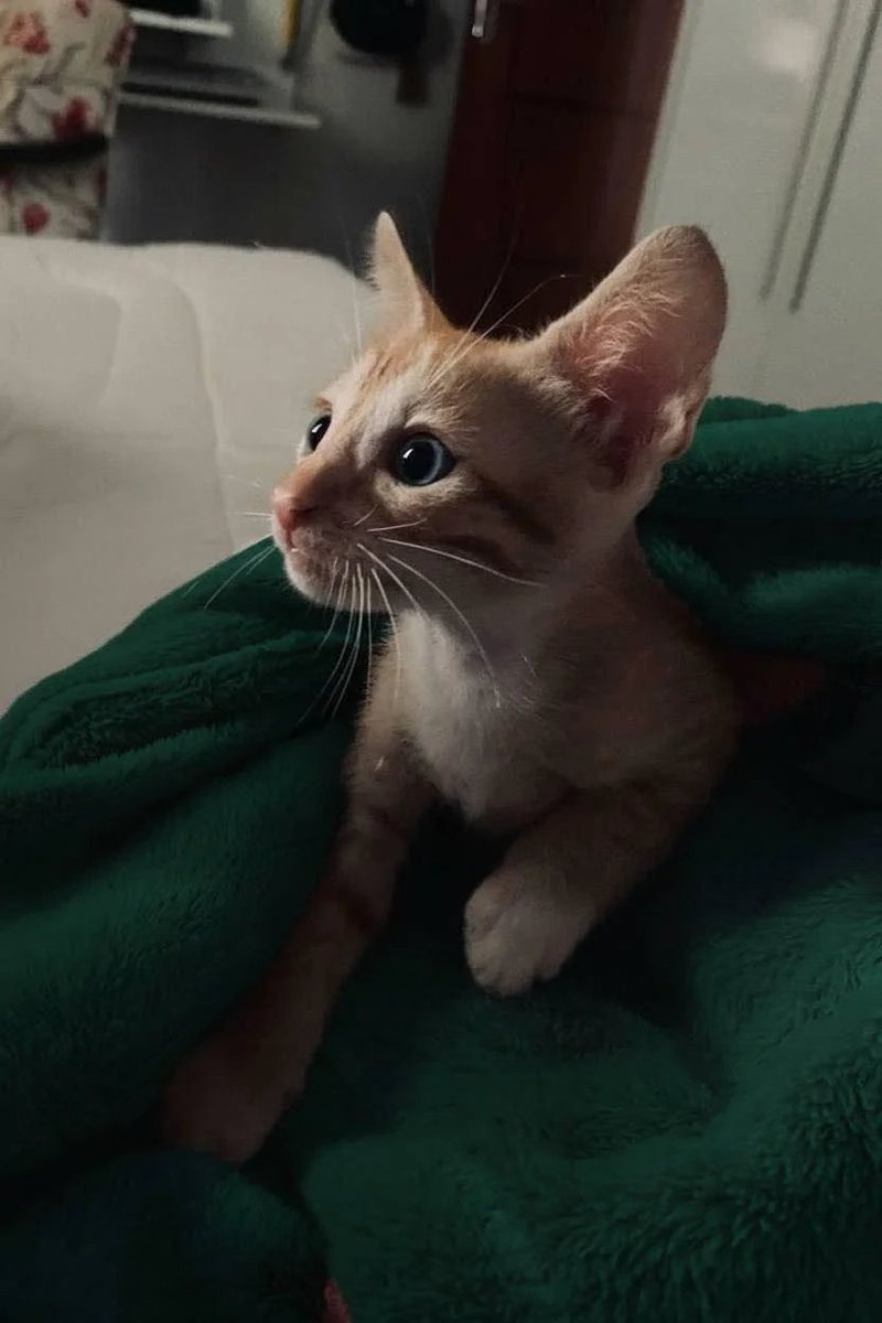 Posts Of Kittens🐾 tweet media