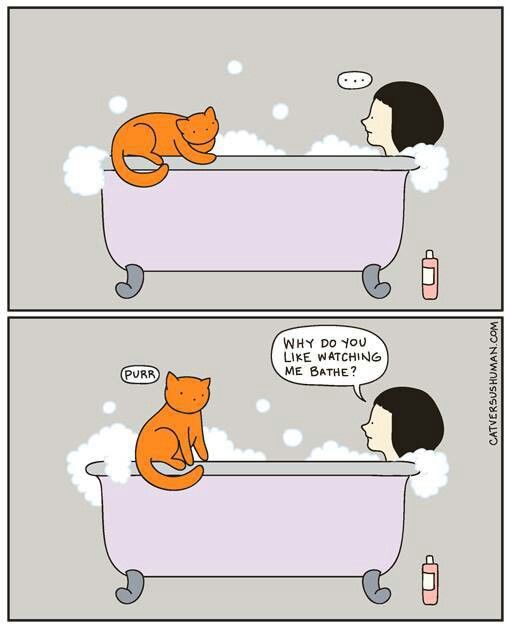 Posts Of Kittens🐾 tweet media