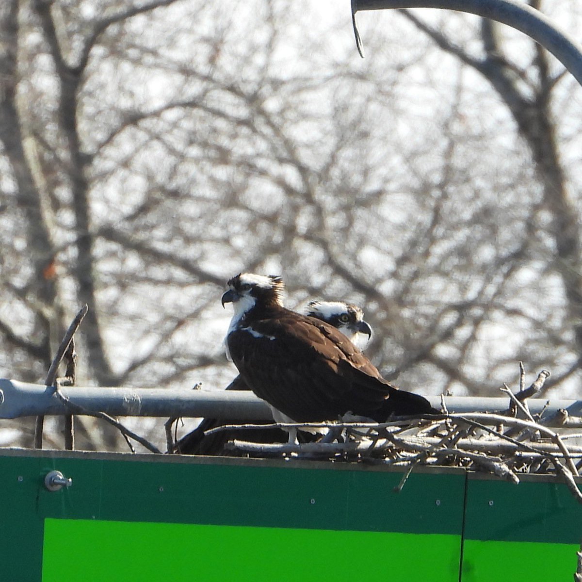 RiverQuest tweet media