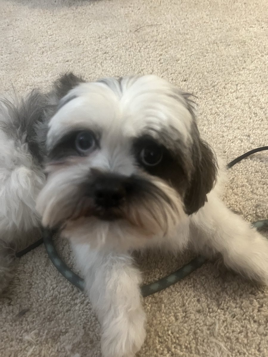 windsocksVU tweet media