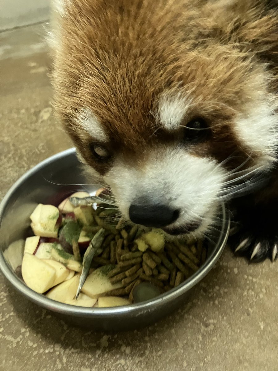 千葉市動物公園【公式】 tweet media