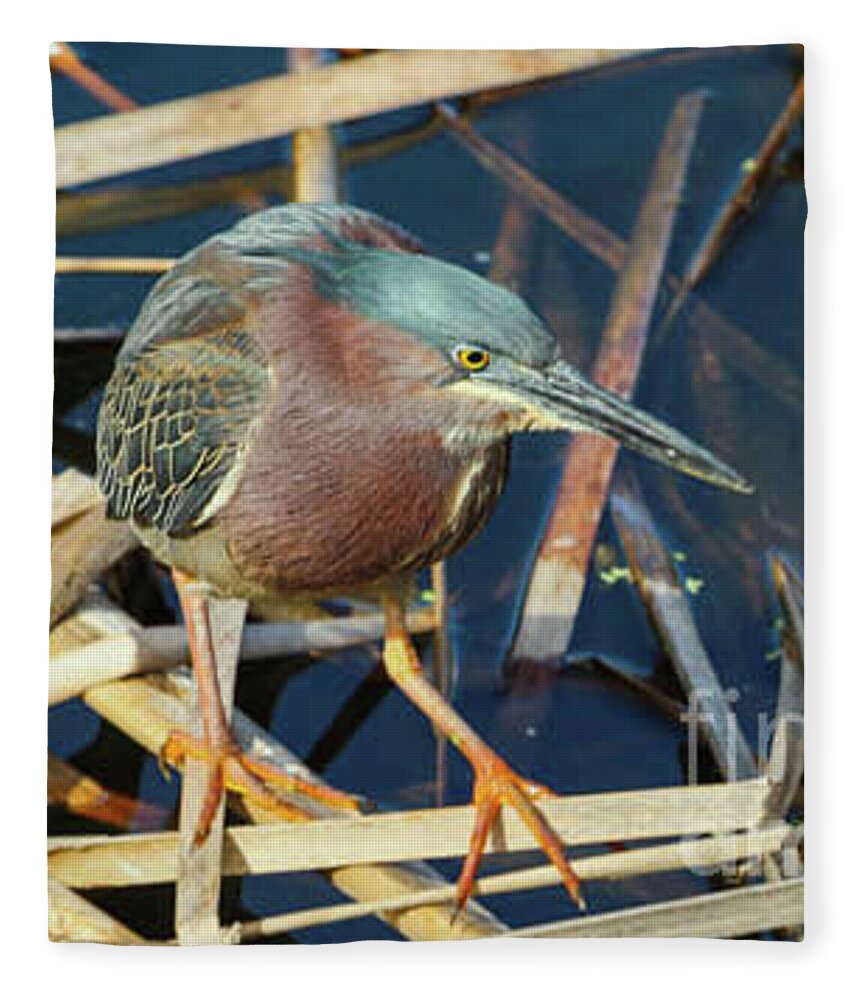 Joanne Carey Photography tweet media