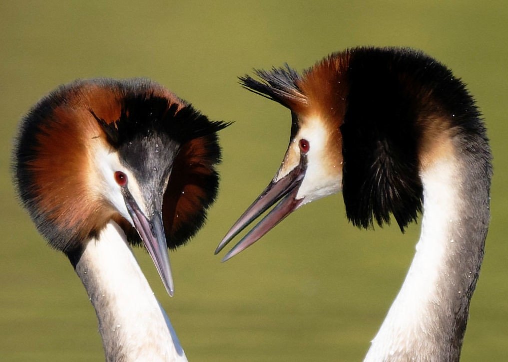 Ashley Cox tweet media