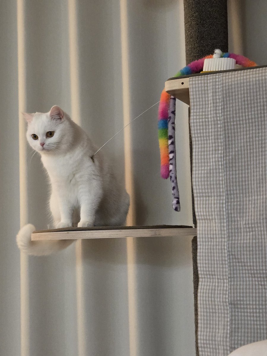 구름호빵이네 ₍˄·͈༝·͈˄₎◞ ̑̑ෆ tweet media