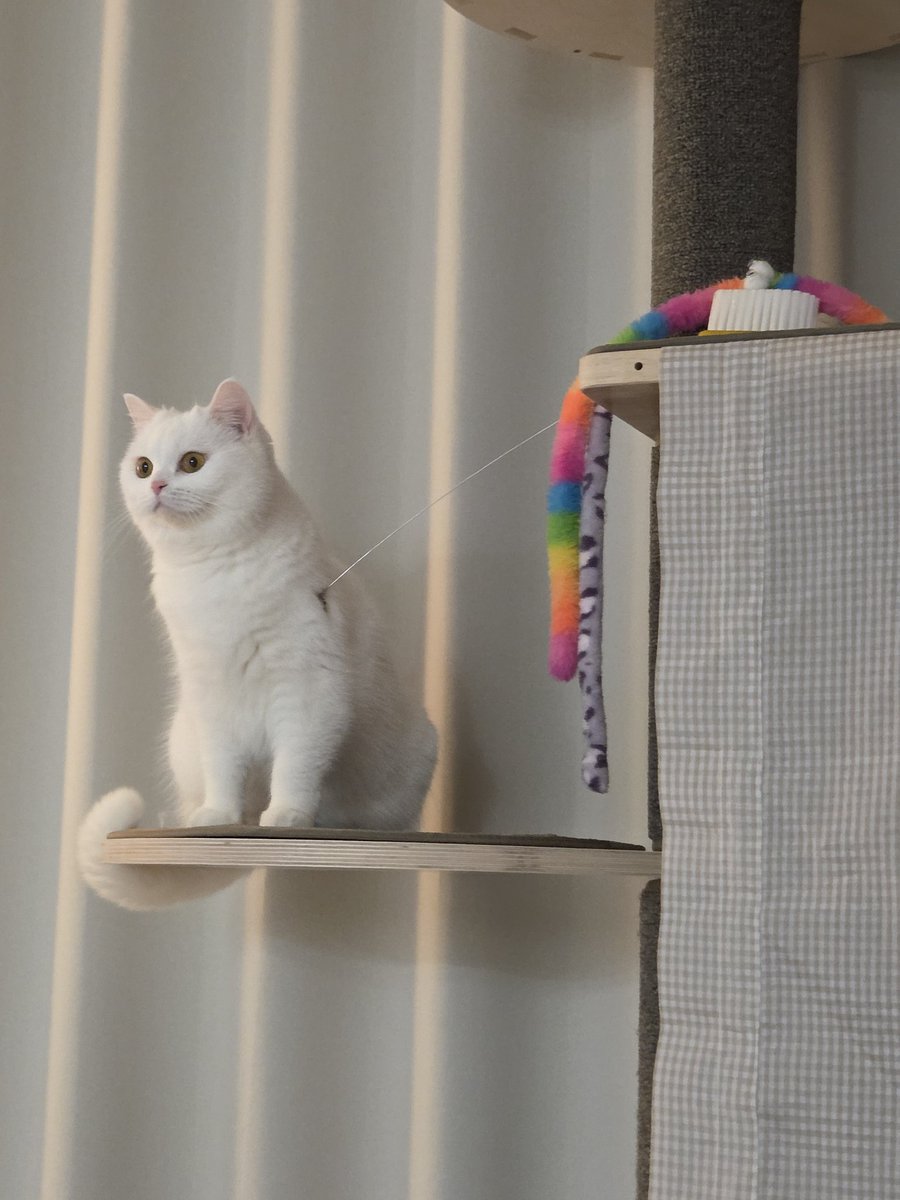 구름호빵이네 ₍˄·͈༝·͈˄₎◞ ̑̑ෆ tweet media