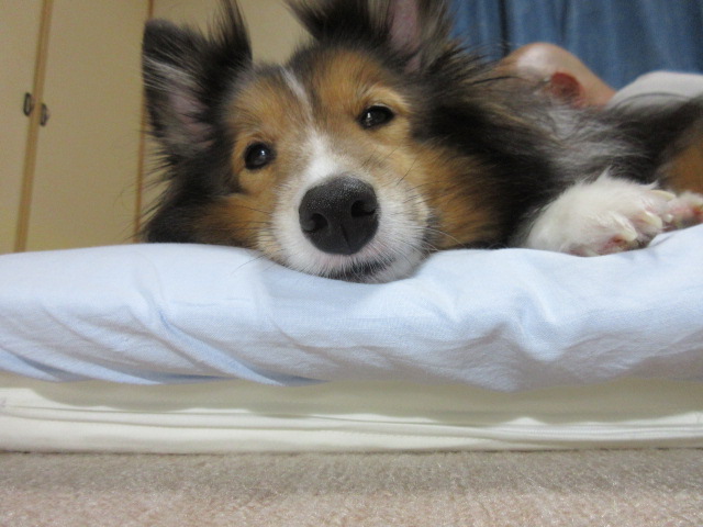 sigureinu tweet media