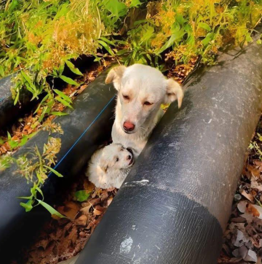 Tweets of Dogs tweet media