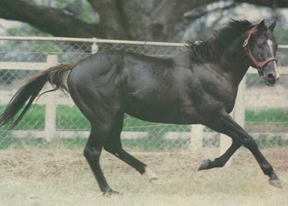 JLDangeloDuran's tweet photo. 20-3-1985 nació  ROBERTO´S DANCER uno de los mejores padrillos de la historia de la cría venezolana, que fue semental del Haras Gran Derby

Uno de los 11 sementales con 20 o más hijos ganadores clásicos en Venezuela https://t.co/mN09SSfNWV