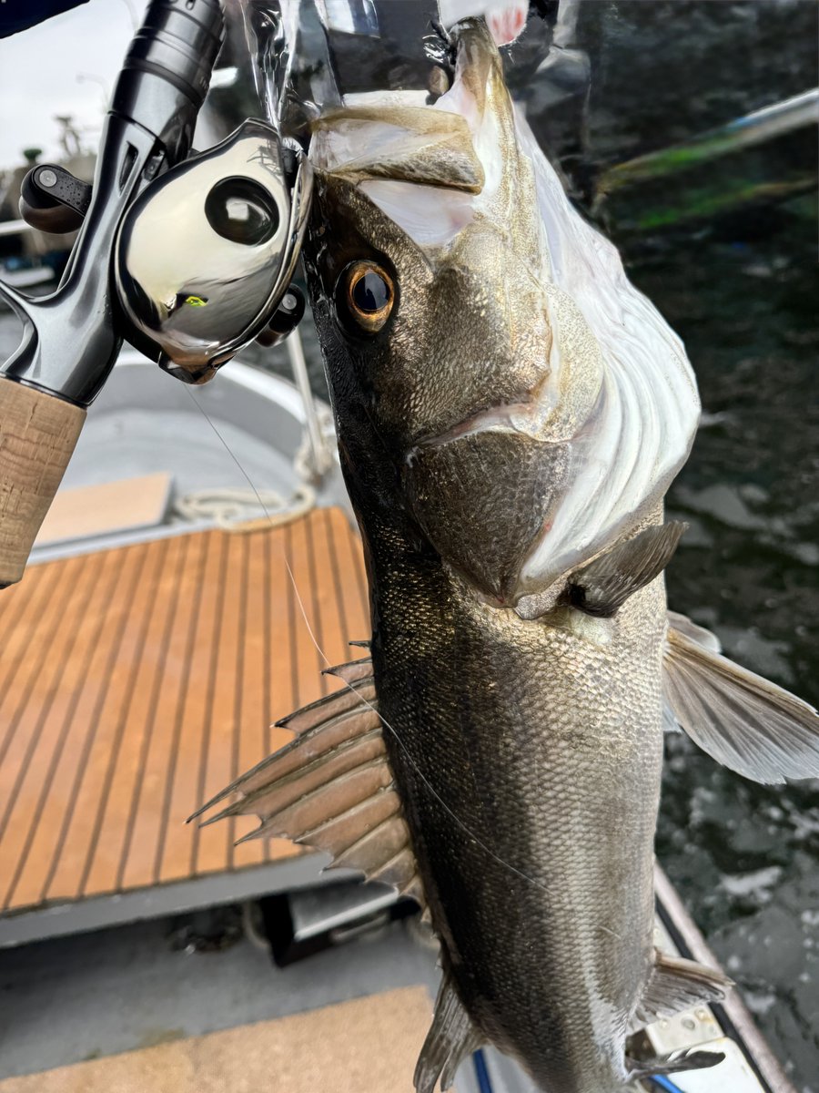 ゆー🎣YUUU FISHING tweet media