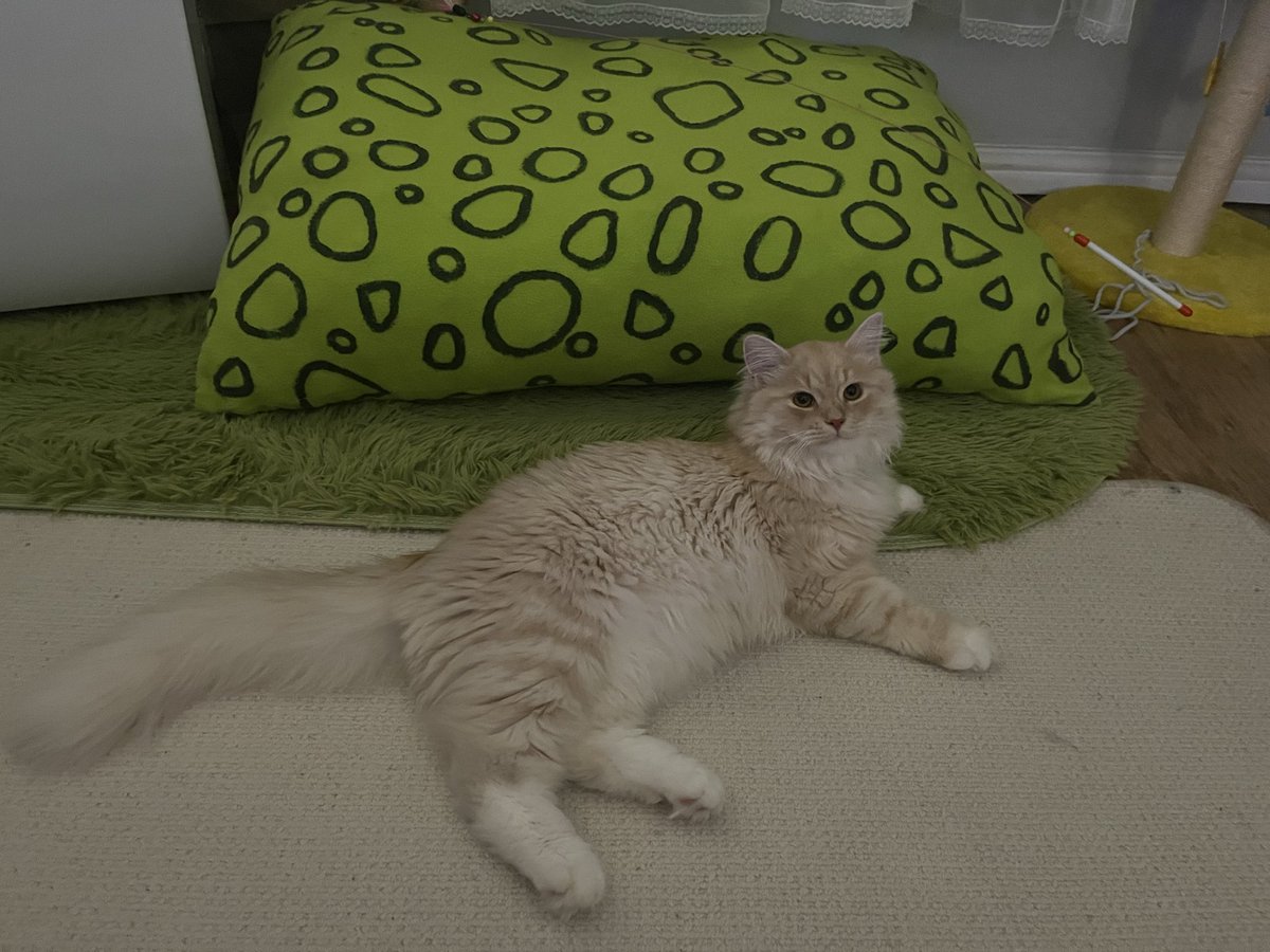 Tato⁷ 🍃⭐️ tweet media