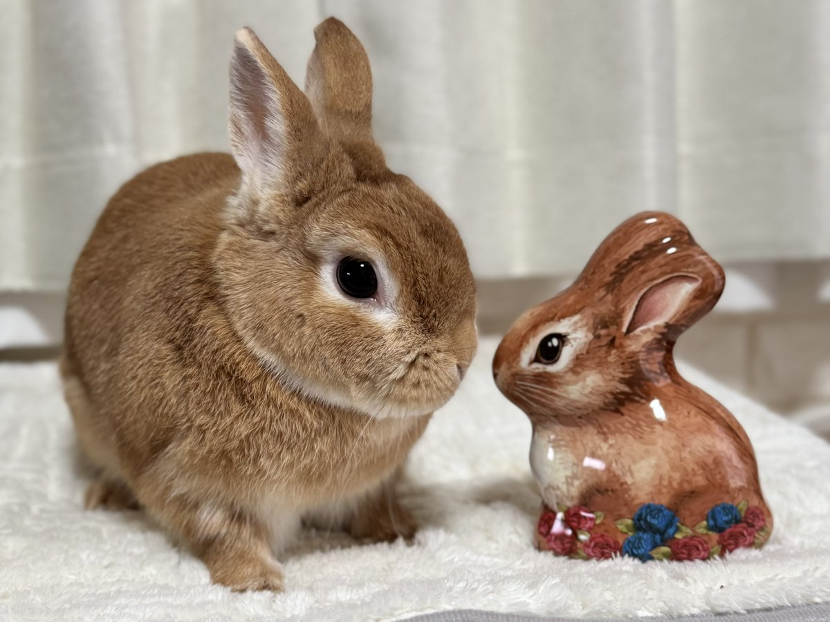 今年も見つけた❣️ カルディのうさぎ缶🐰♡かわいい♡ うさぎ好きさん