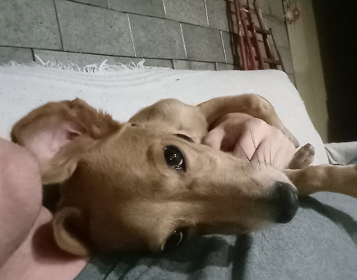 Elickson tweet media