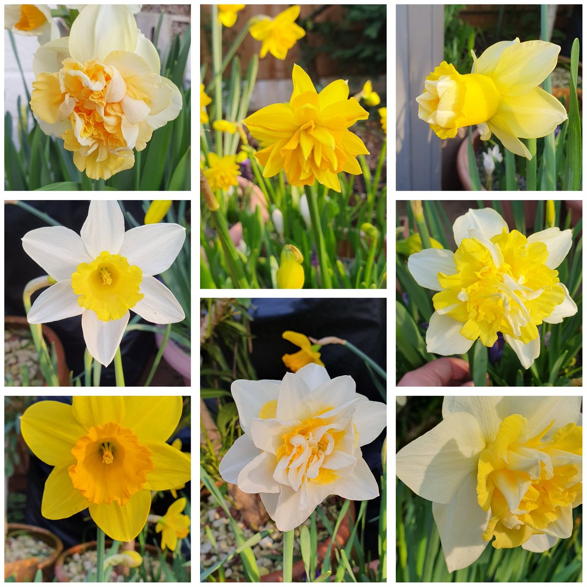 James_Gardening 🕊 tweet media