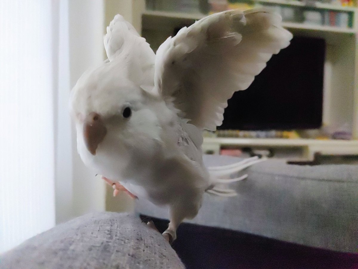 とりちゃん tweet media