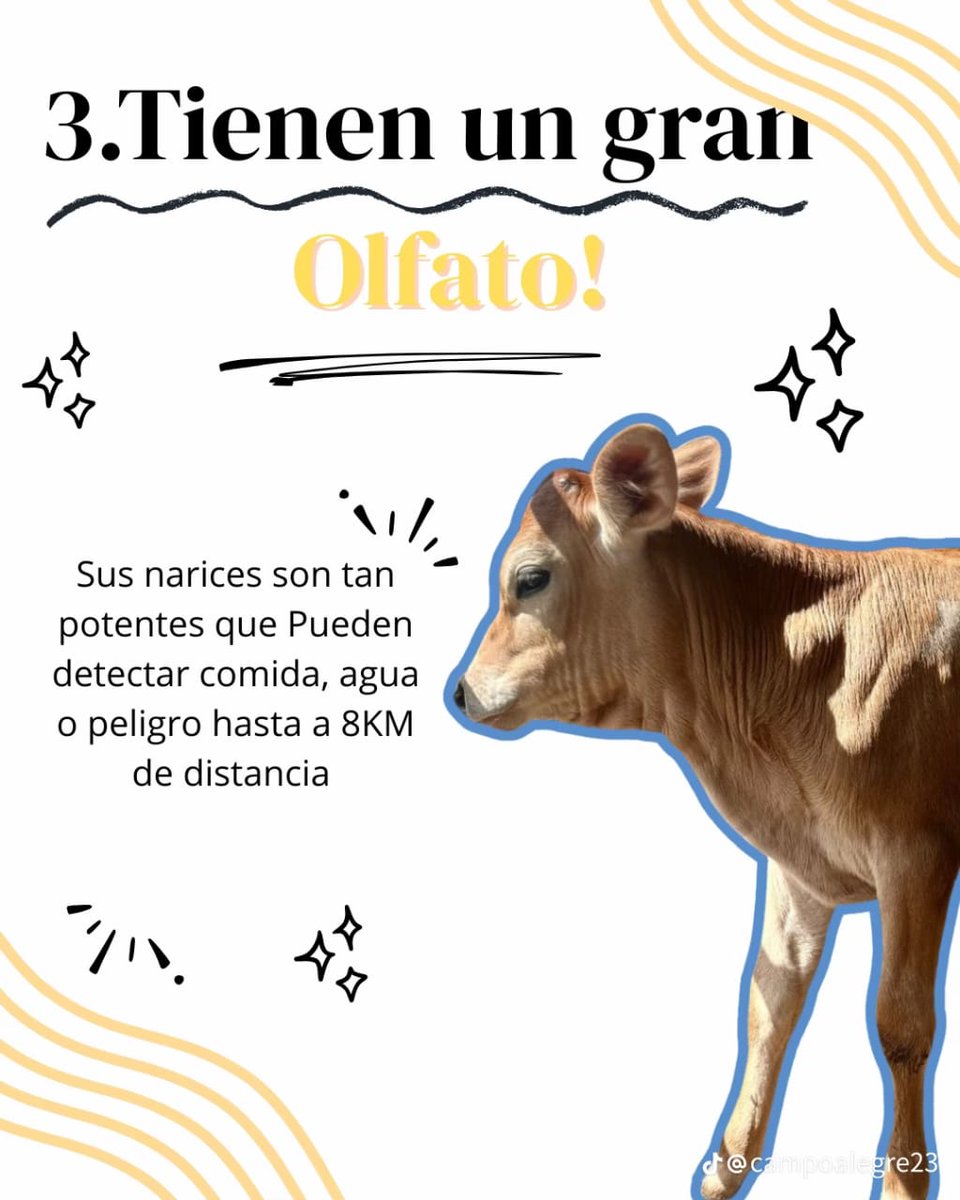 Sur de Bolivar Pasion Ganadera tweet media